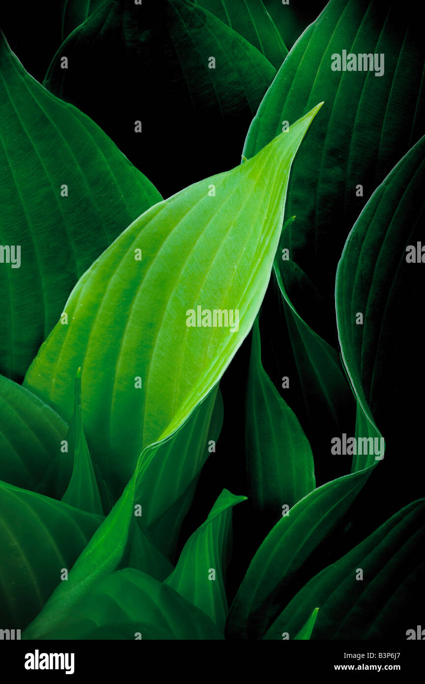 Planta Hostas hojas curvas de detalle que la luz brilla a través de las hojas Foto de stock