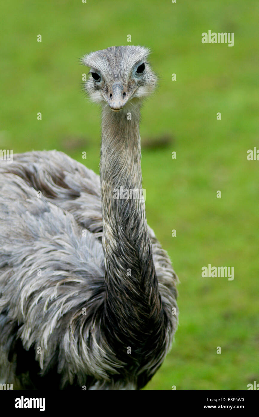 No voladora Rhea de América del Sur Foto de stock