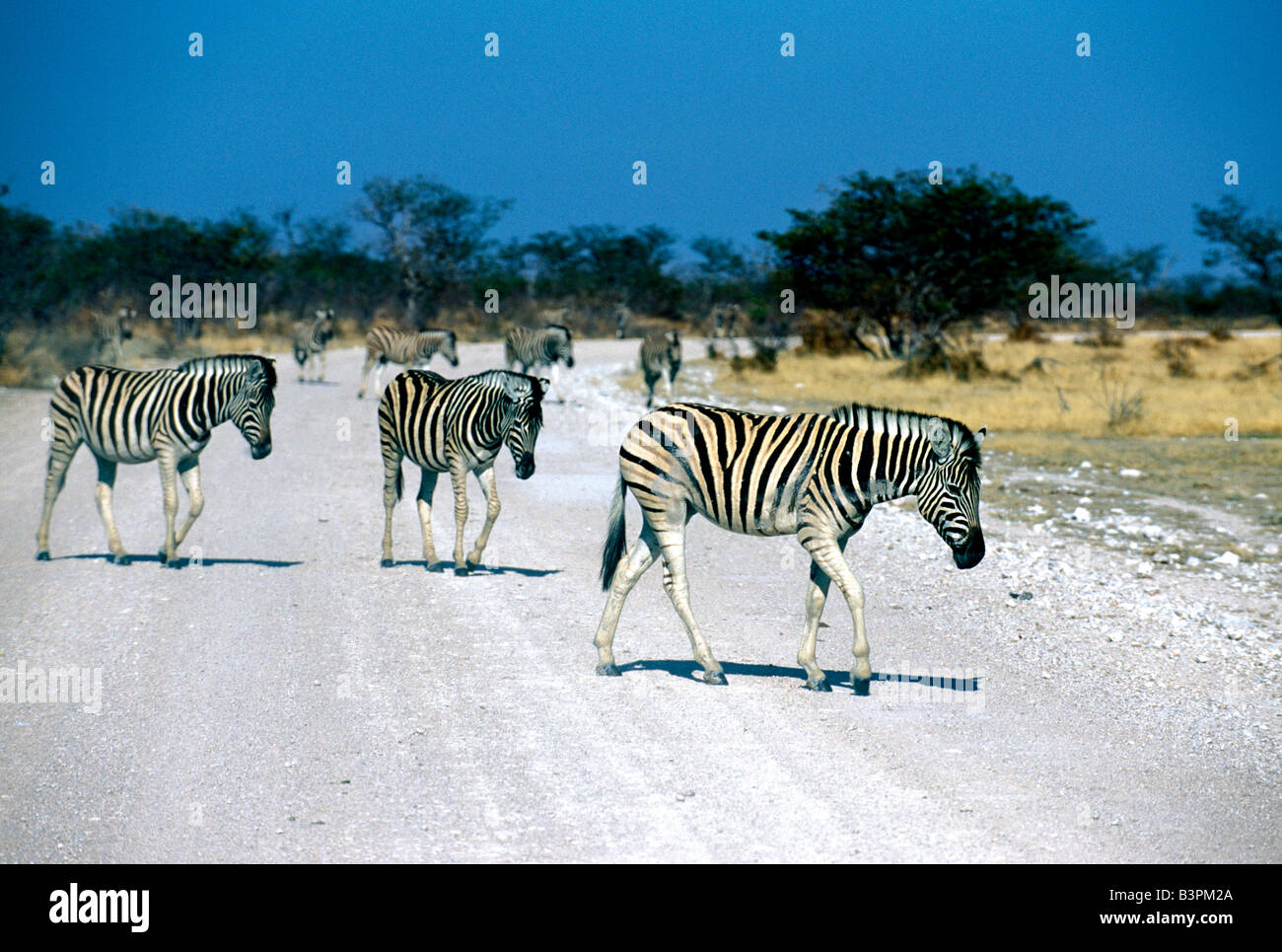 Las cebras (Equus zebra), el Parque Nacional de Etosha, Namibia, África Foto de stock