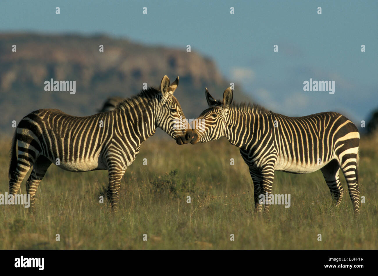Las cebras de montaña (Equus zebra), interacción social, Mountain Zebra