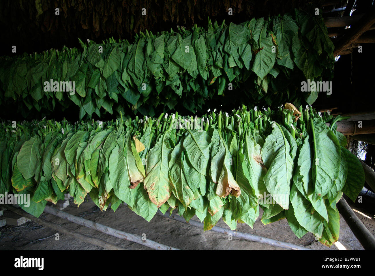 Proceso de secado del tabaco, Viï¿½ales Valle, Cuba, Las Antillas, América Central Foto de stock