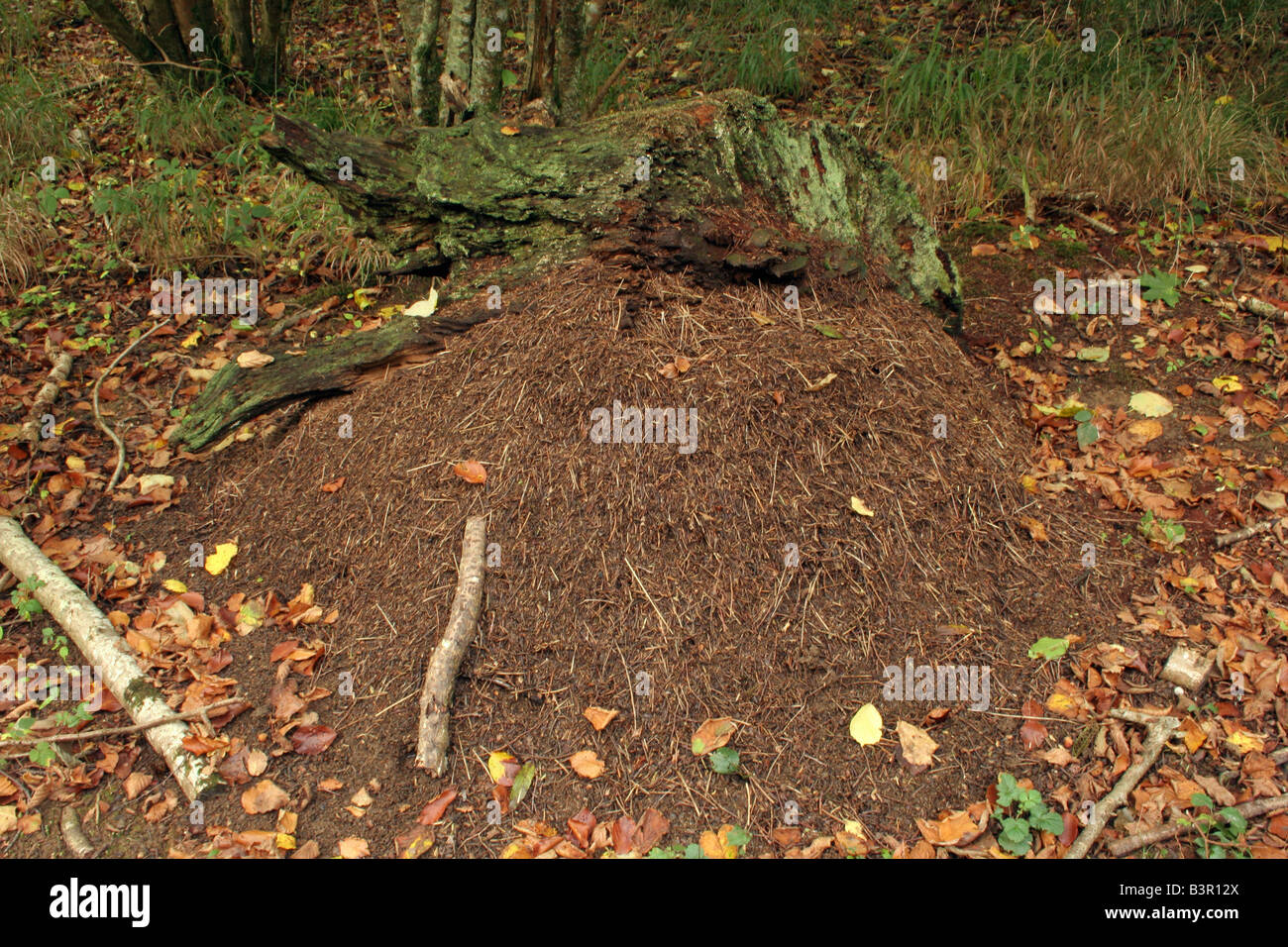 Los nidos de hormiga de madera Formica rufa en woodland UK Foto de stock