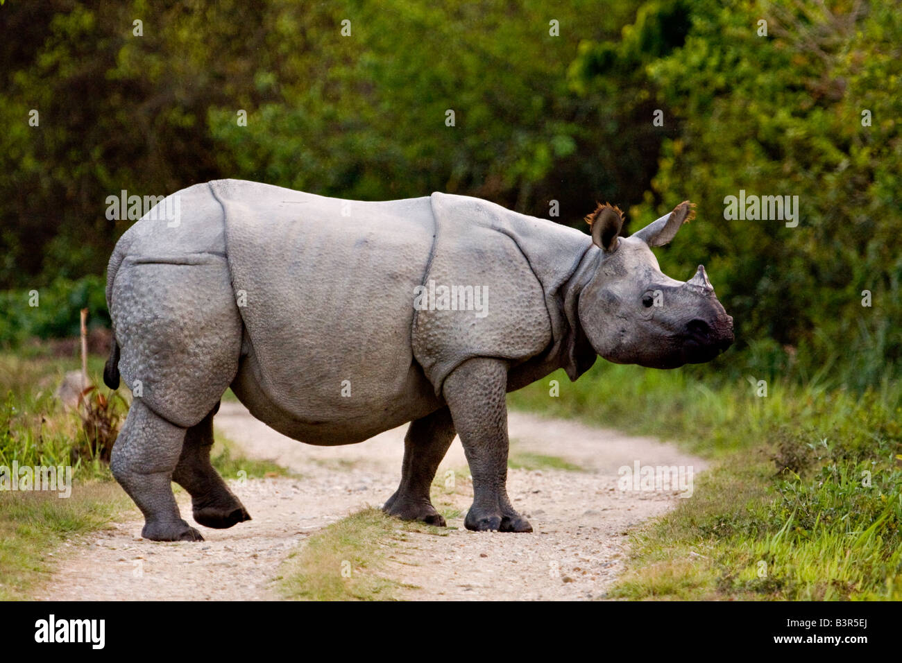 Uno asiático rinoceronte indio en el Parque Nacional de Kaziranga, en ...