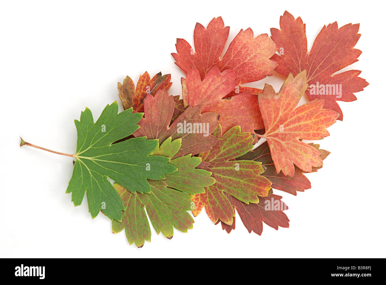 Hojas de otoño de verde a rojo Foto de stock