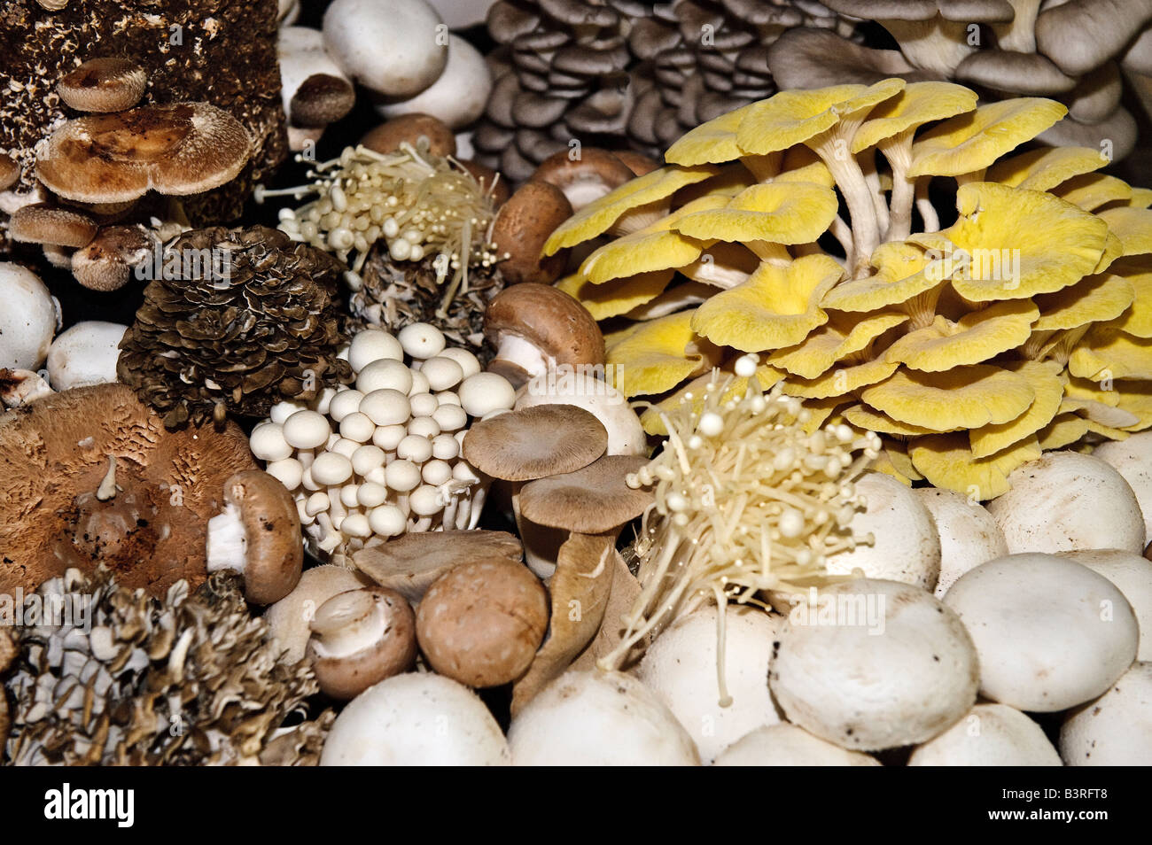 Variedades de hongos fotografías e imágenes de alta resolución Alamy