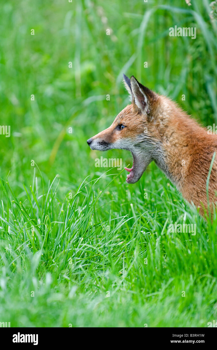 Fox: Vulpes vulpes. Ladrido Foto de stock