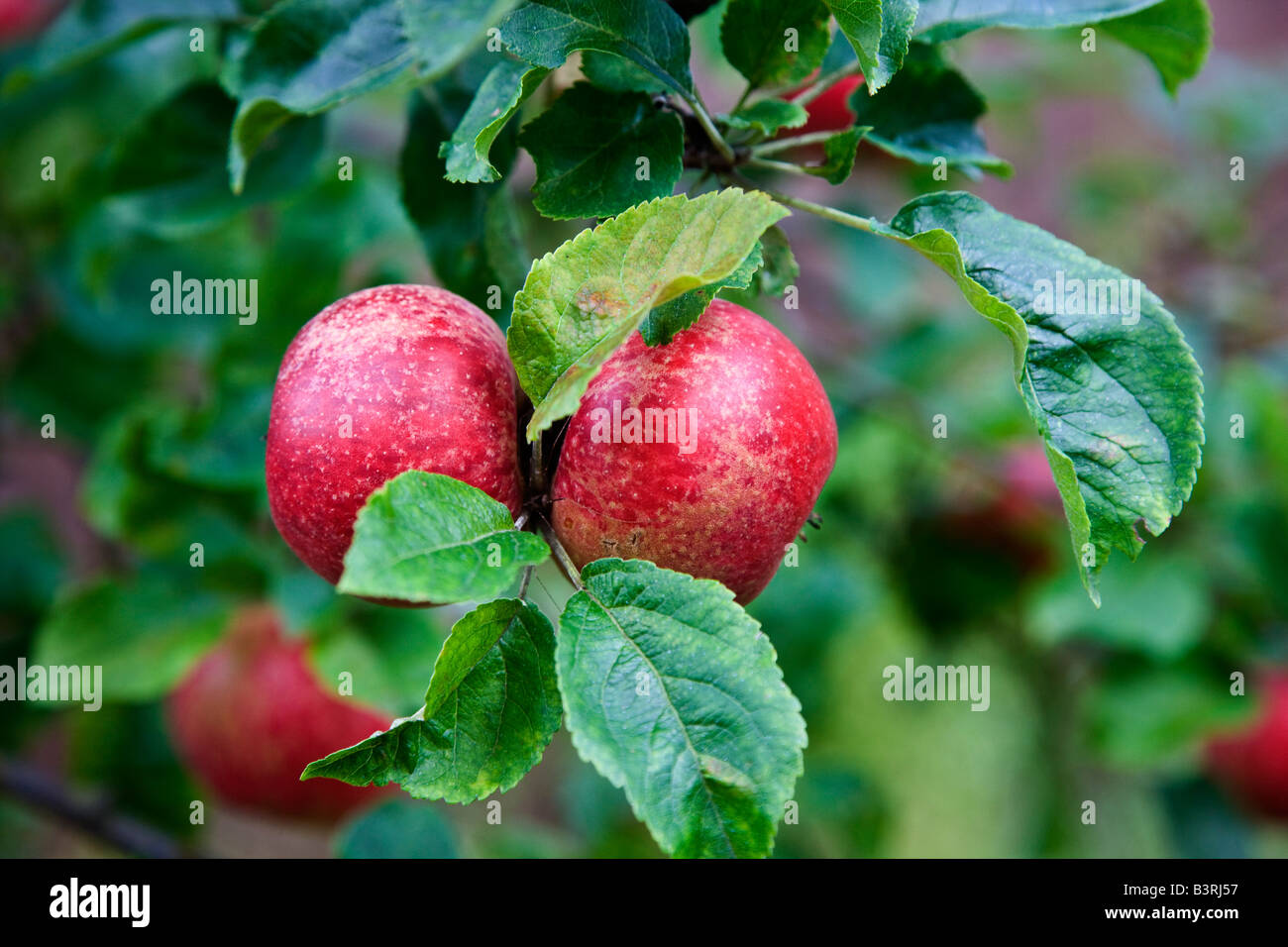 Comiendo Manzanas enfermas en el árbol Foto de stock