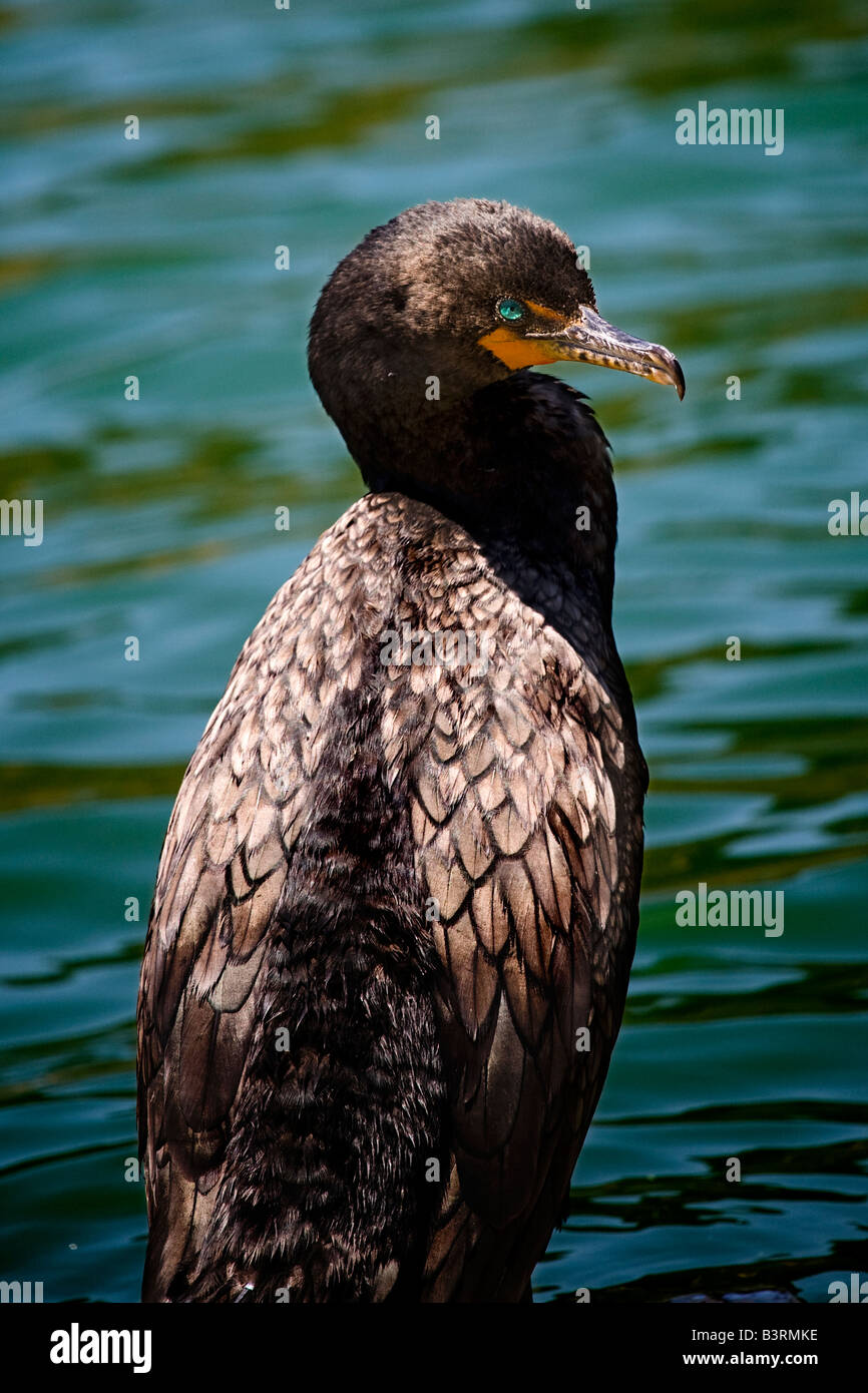 Un malvado busca duplicar crested cormoran Phalacrocorax auritus en el lago Chabot en Oakland, California Foto de stock