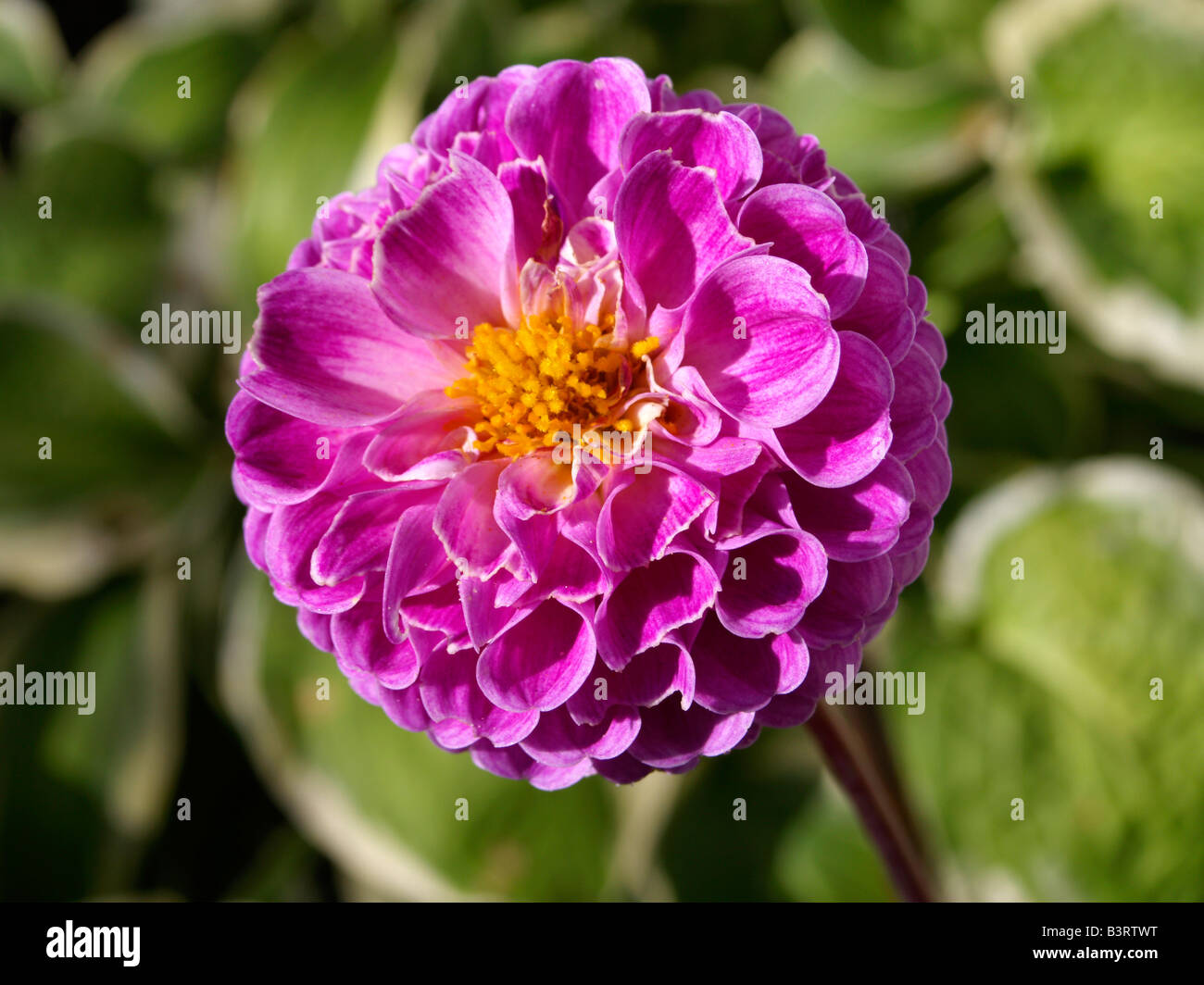 Blume, Dalia Dahlie bluehende Foto de stock