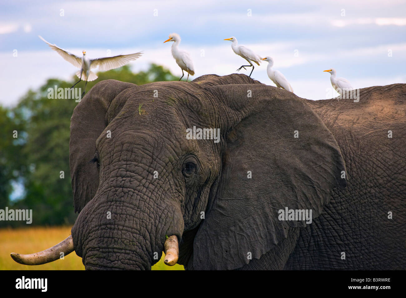 Elefante africano (Loxodonta) y la garcilla bueyera (Bubulcus ibis) Foto de stock