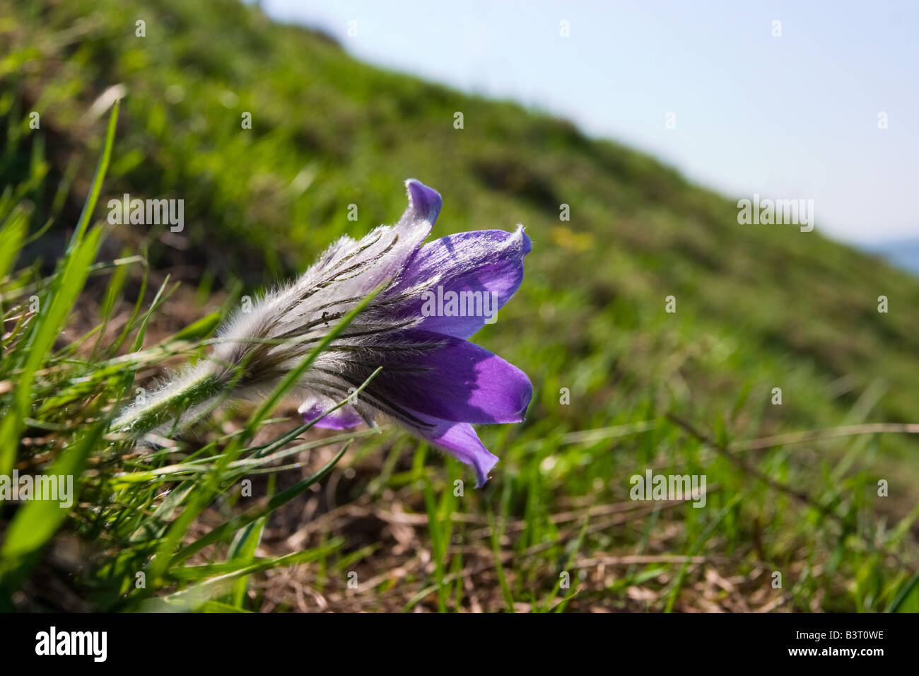 Pasque Flower en una pradera Anemone pulsatilla Foto de stock