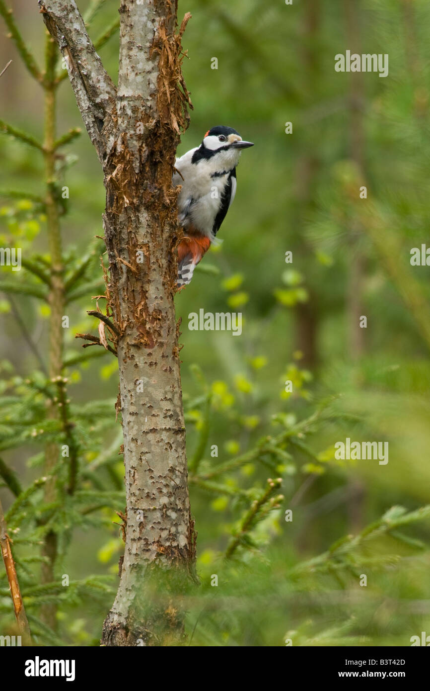 Gran Spotted Wood Pecker (Dendrocopos major) en un árbol, Finlandia. Foto de stock