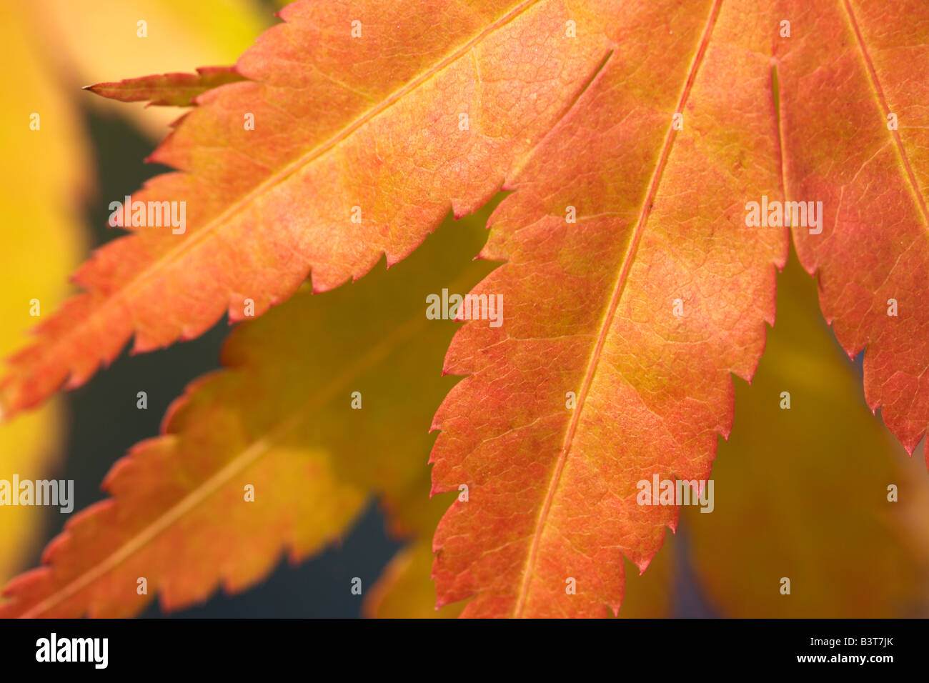 Acer palmatum hojas en colores de otoño. Foto de stock