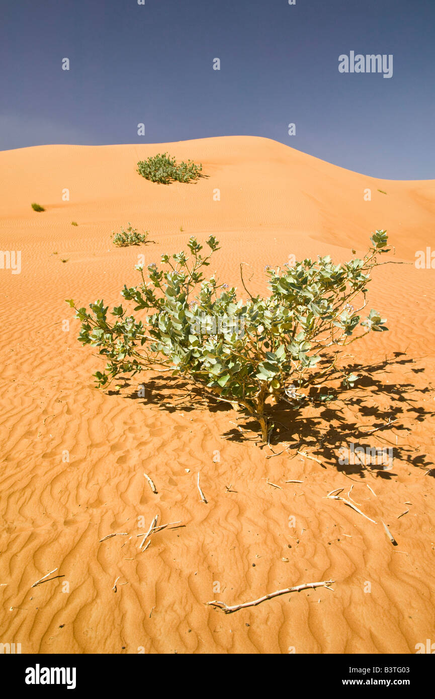 Omán, Sharqiya, Región Al Minitrib. La Sharqiya / Wahiba Dunas de Arena Foto de stock