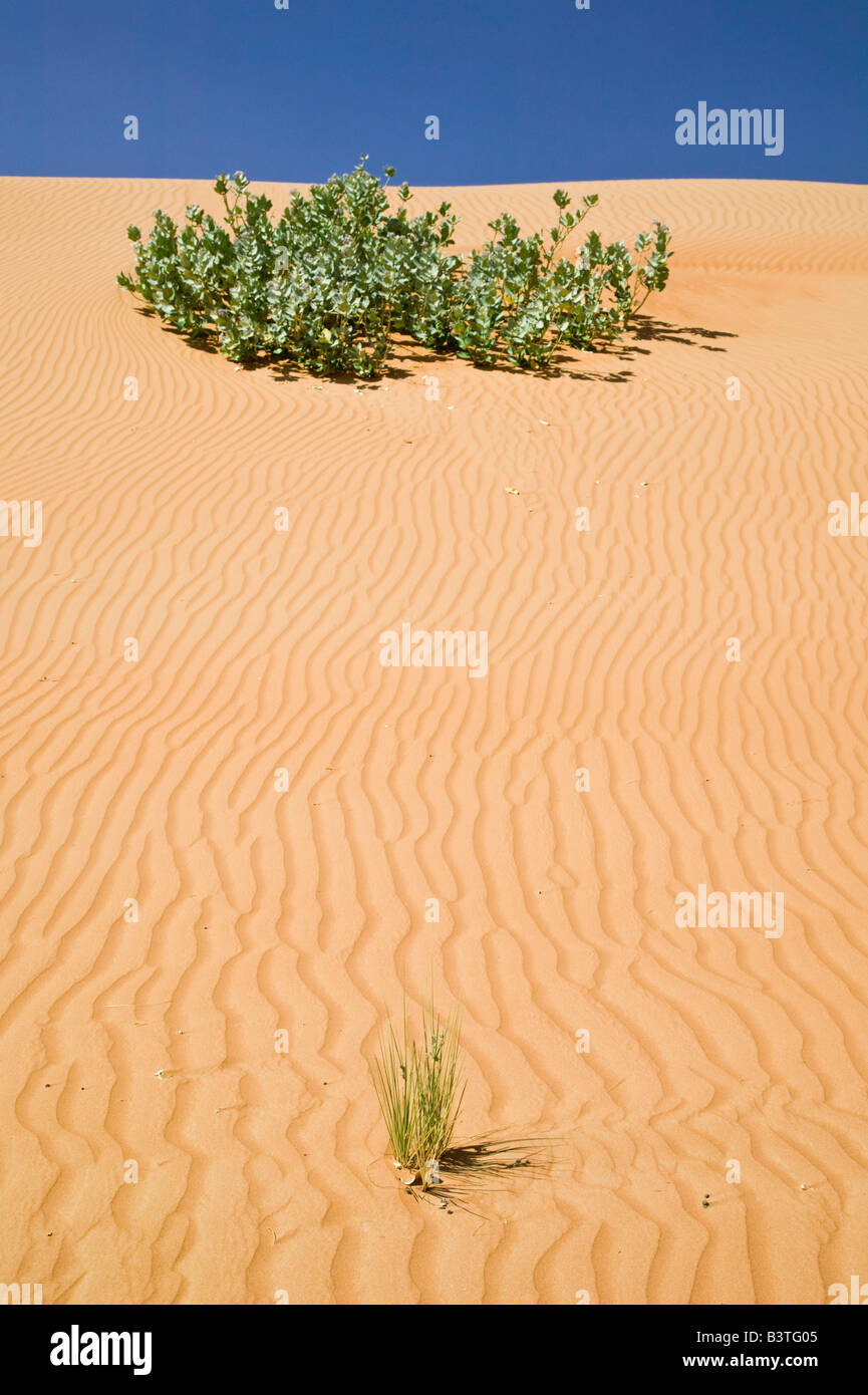 Omán, Sharqiya, Región Al Minitrib. La Sharqiya / Wahiba Dunas de Arena Foto de stock