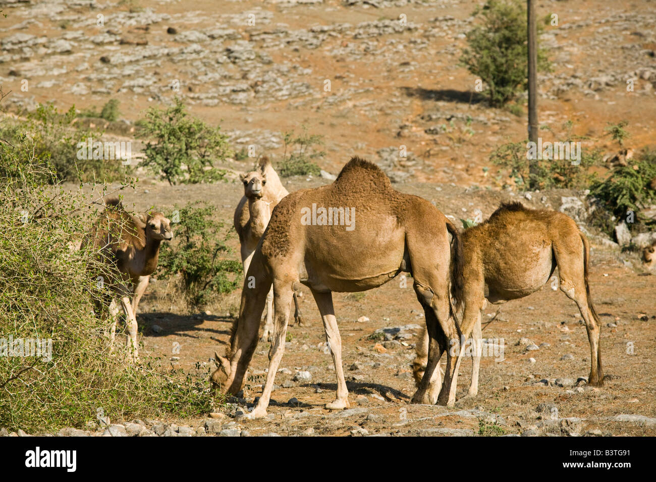 Región de Omán, Dhofar Salalah. Rebaño de camellos en el Dhofar montañas en el camino a la tumba de trabajo Foto de stock