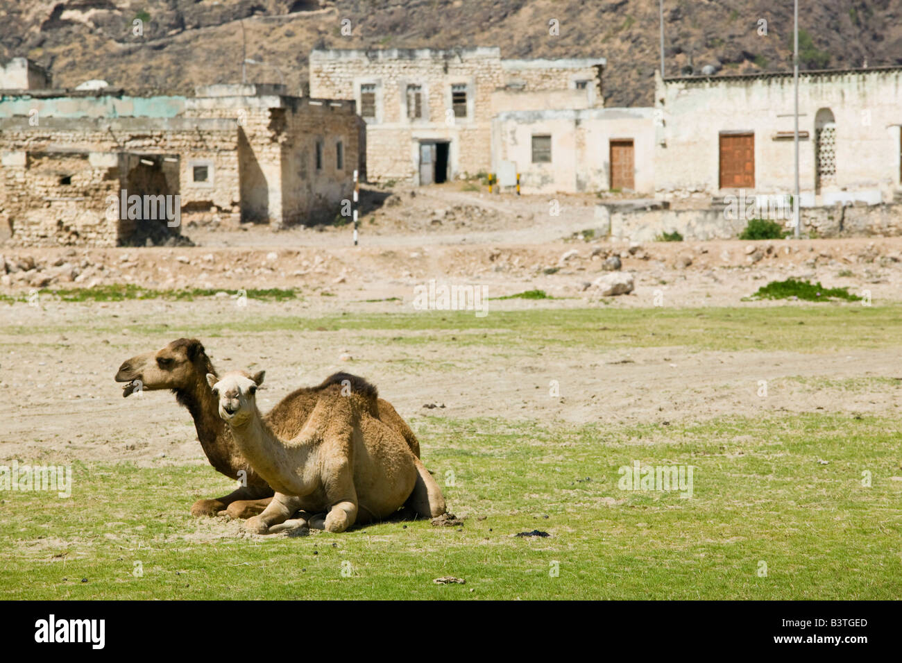 Omán, Dhofar Región Rakhhyut Village. Descansando camellos Foto de stock