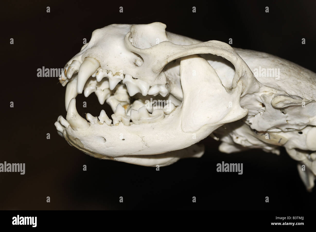 Cráneo de la nutria de río Norteamericana Lontra canadensis Foto de stock