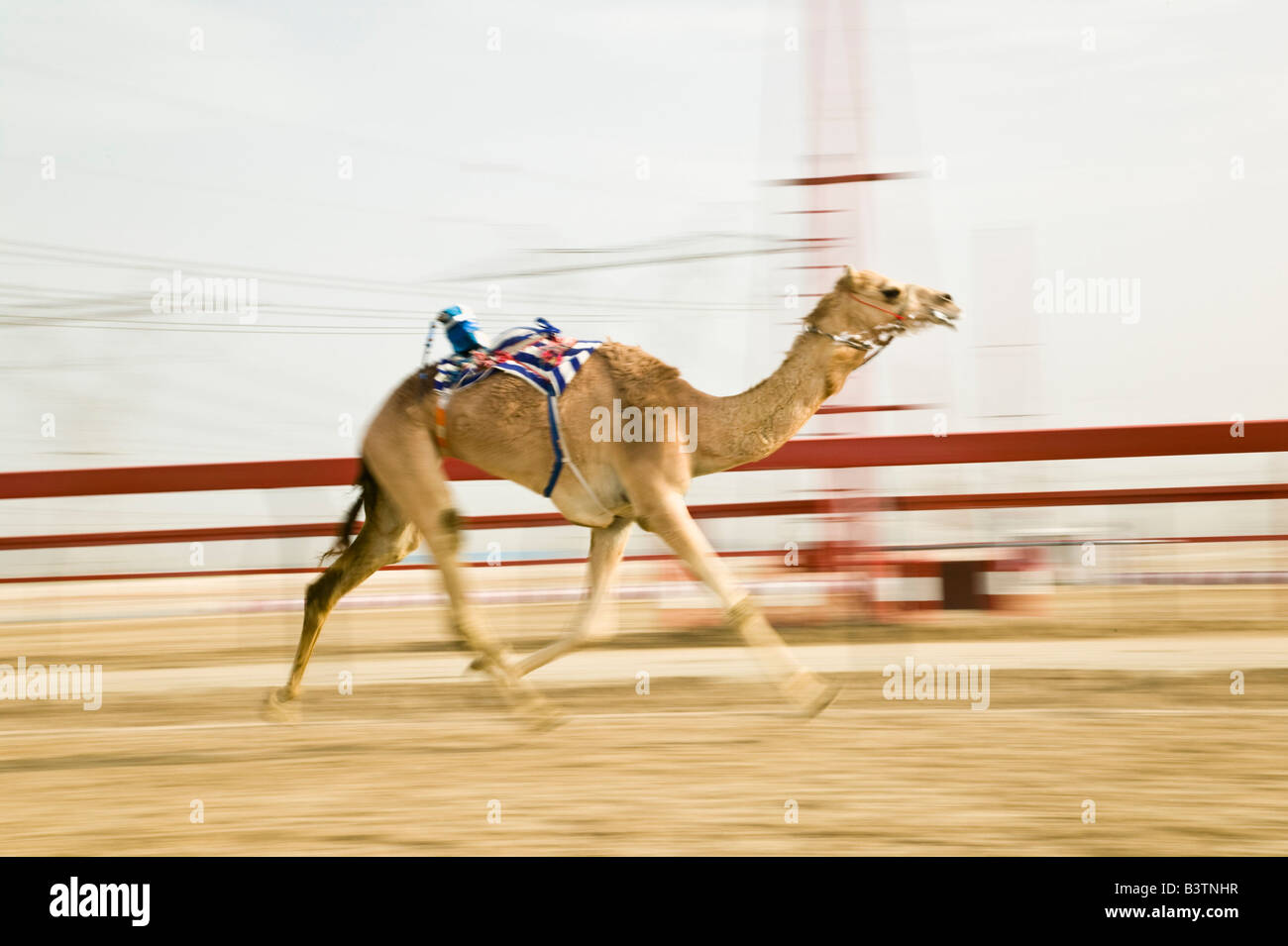 Los Emiratos Árabes Unidos, Dubai, Al Marqadh. La pista de carreras de  camellos en Dubai- Carrera de camellos Fotografía de stock - Alamy