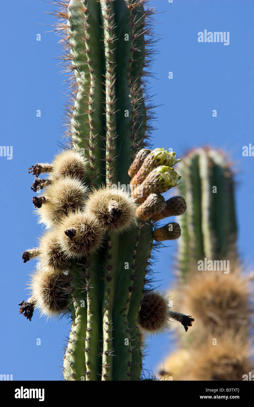 Floraciones de cactus flores desierto semillas México Foto de stock