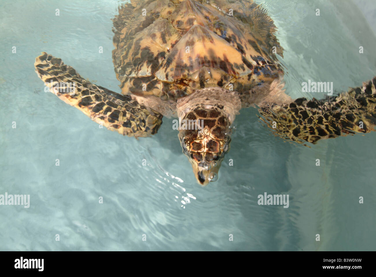 Granadinas Bequia tortugas carey del Caribe en el Santuario de la tortuga Oldhegg Foto de stock