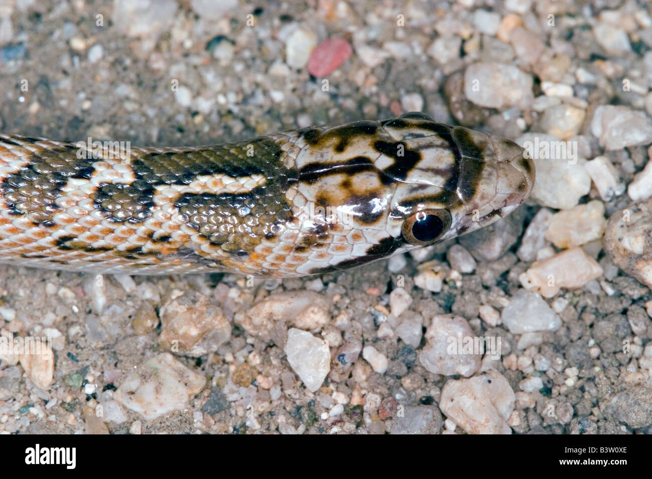 Serpiente brillante de Arizona, Arizona elegans, Tucson, Arizona Estados Unidos 15 de mayo de adulto Colubridae Foto de stock