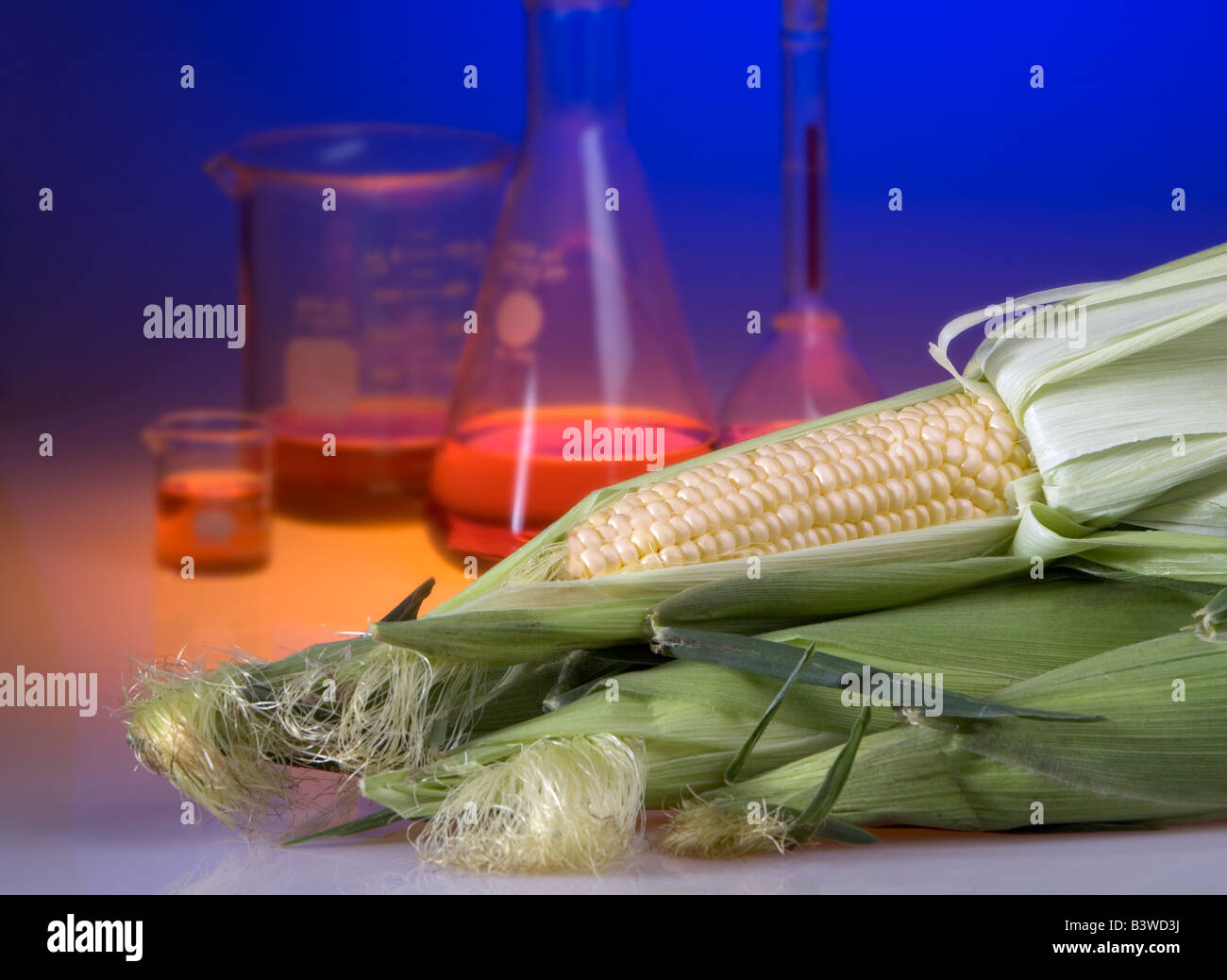 Concepto shot de maíz genéticamente modificado mostrando vasos de precipitado y matraces. Los alimentos modificados genéticamente son resistentes a la putrefacción Foto de stock
