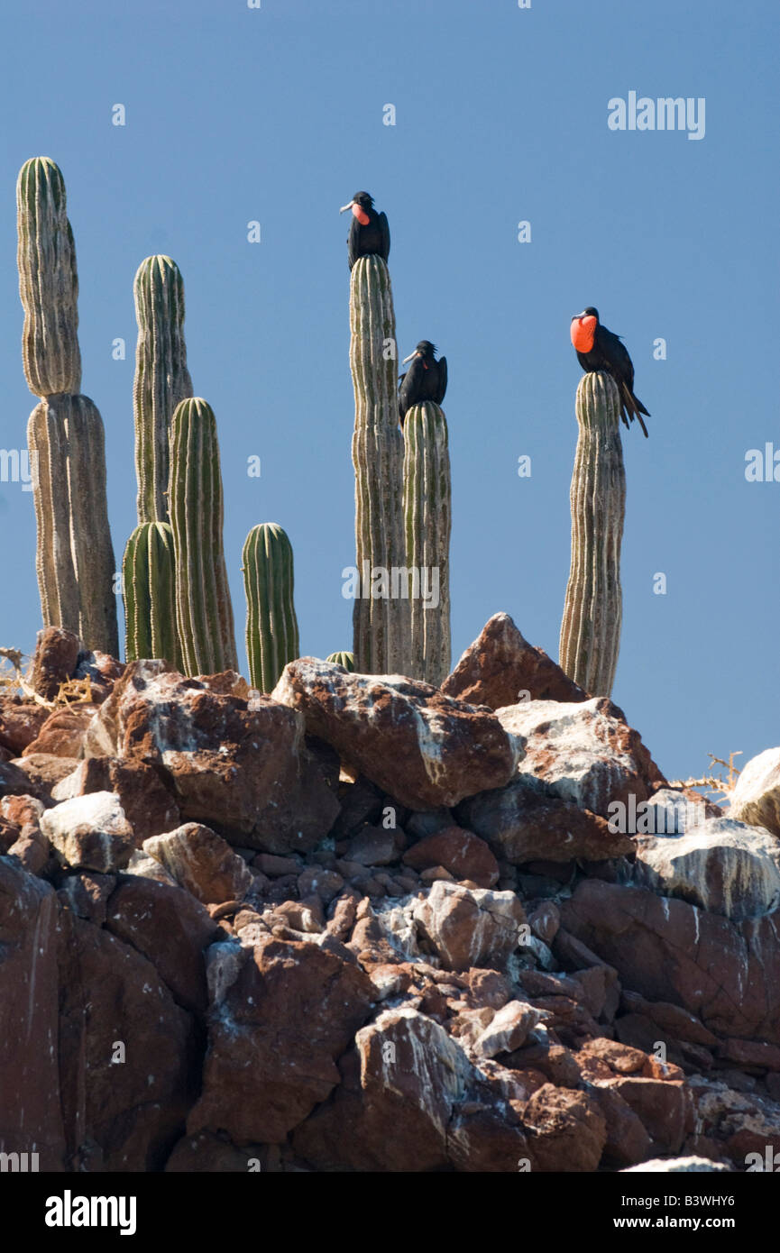 México, Baja California, Bahía de las Ánimas. Magníficas fragatas machos en pantalla courship encaramado sobre cactus cardón Foto de stock