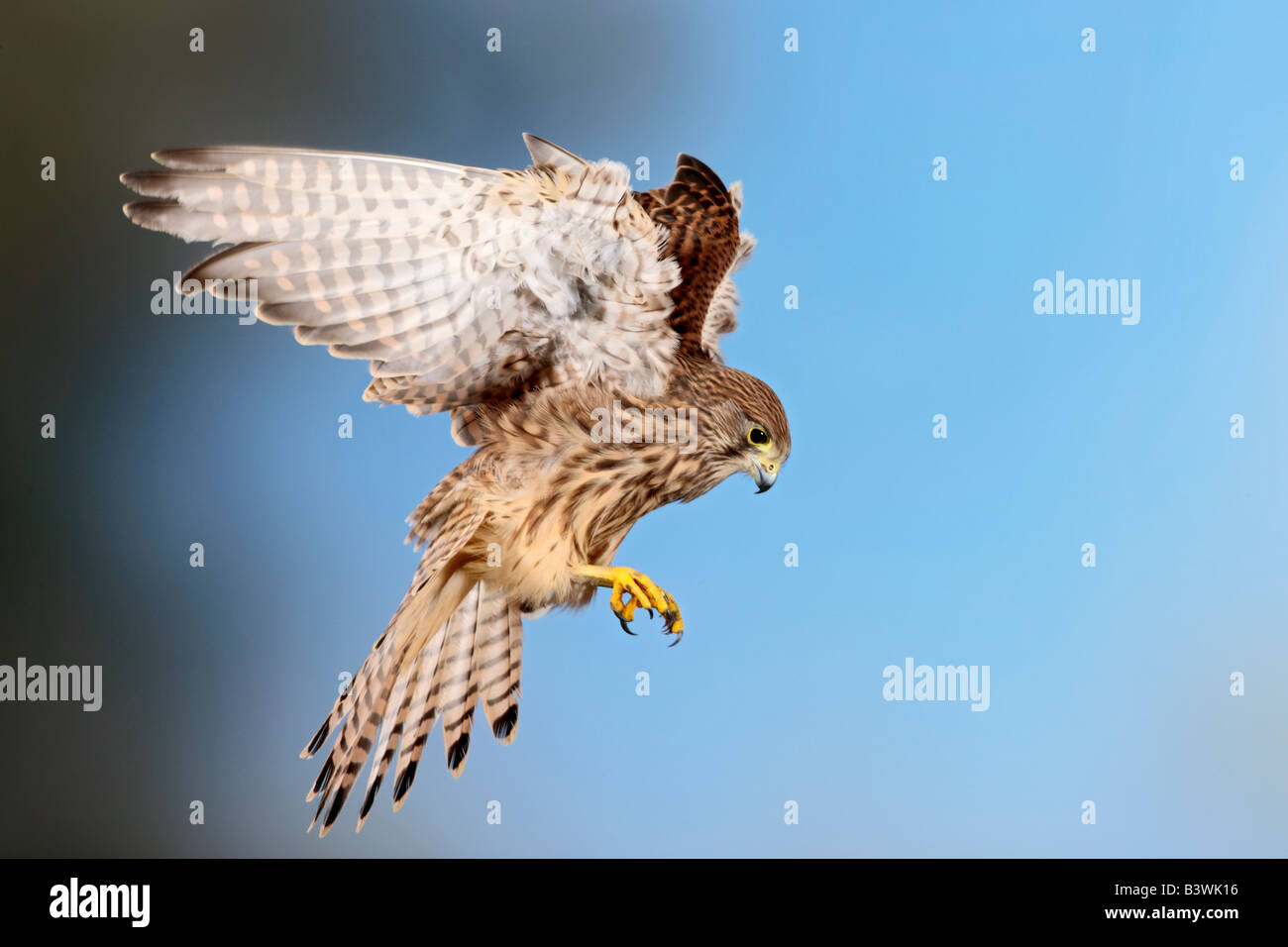 Cernícalo vulgar Falco tinnunculus flotando con blue sky Potton Bedfordshire Foto de stock