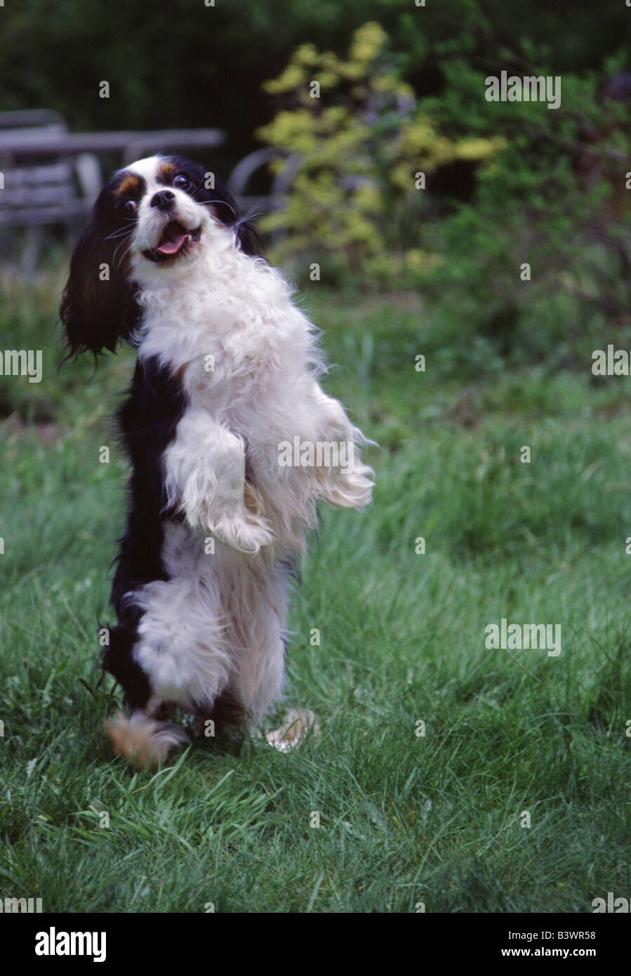 Animales bailando fotografías e imágenes de alta resolución - Página 6 -  Alamy
