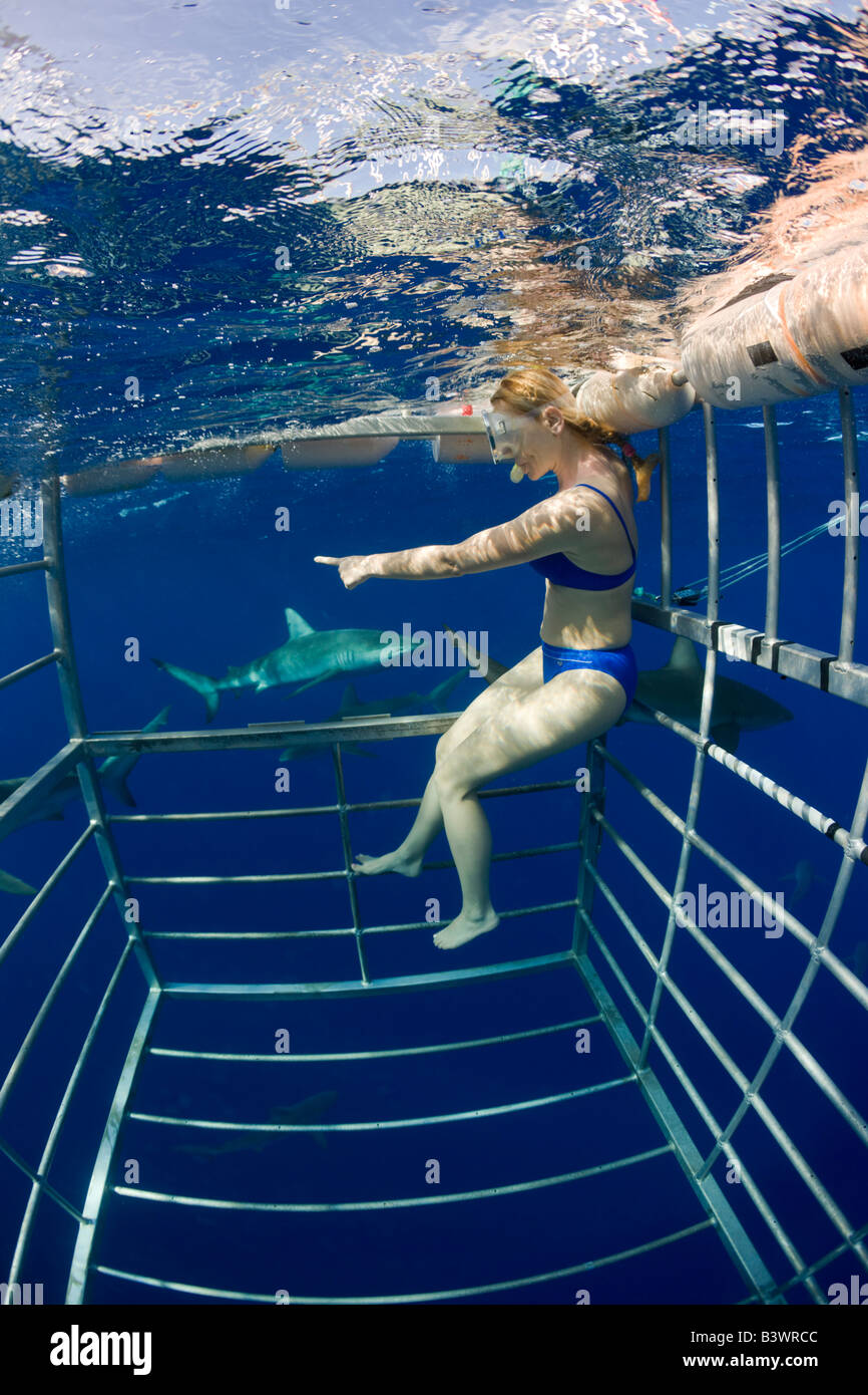 Buceo con Tiburones jaula Oahu Hawai Océano Pacífico EE.UU. Foto de stock