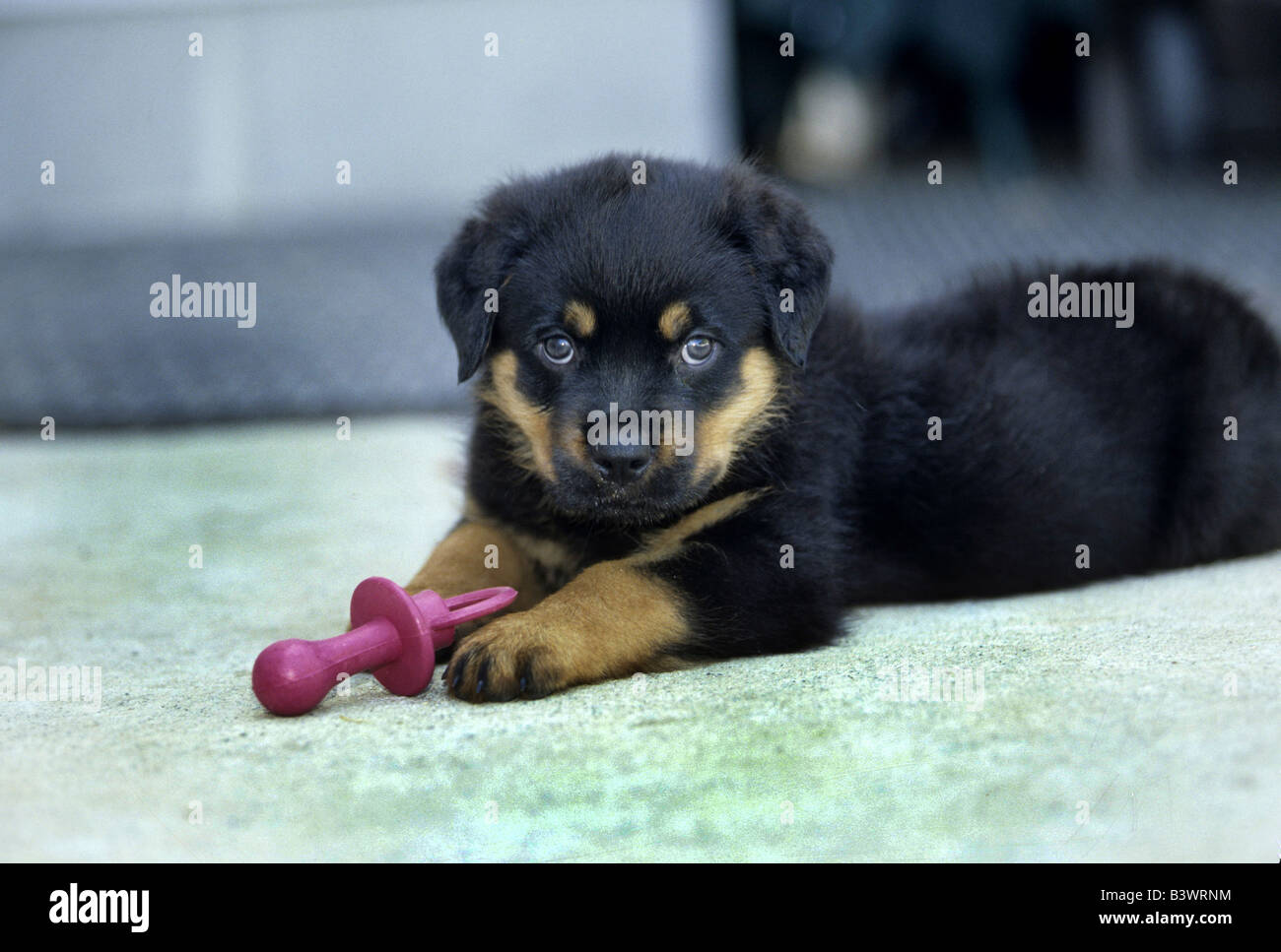 Rottweiler con un chupete Fotografía de stock - Alamy