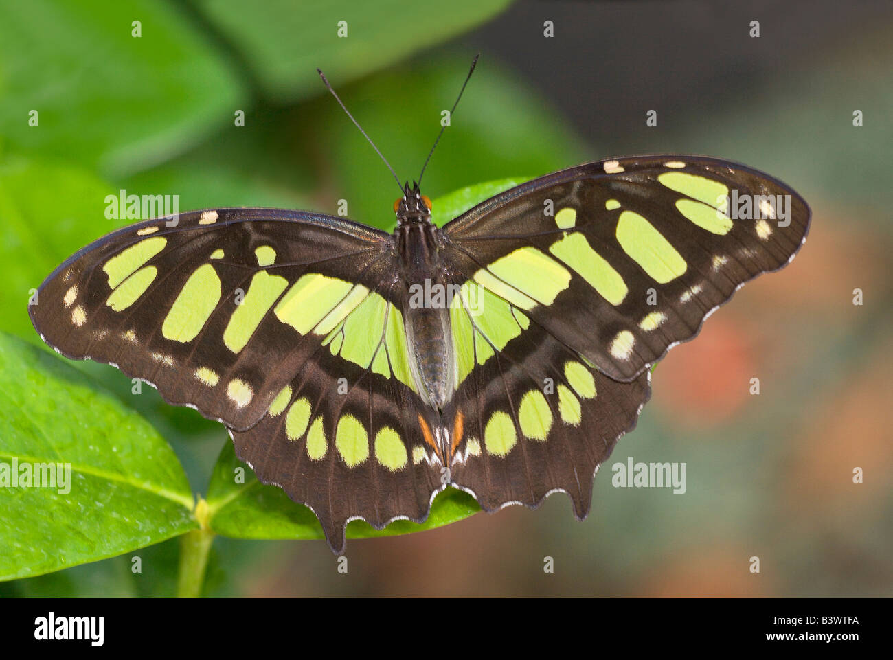 Malaquita Siproeta stelenes (mariposas) en una hoja Foto de stock