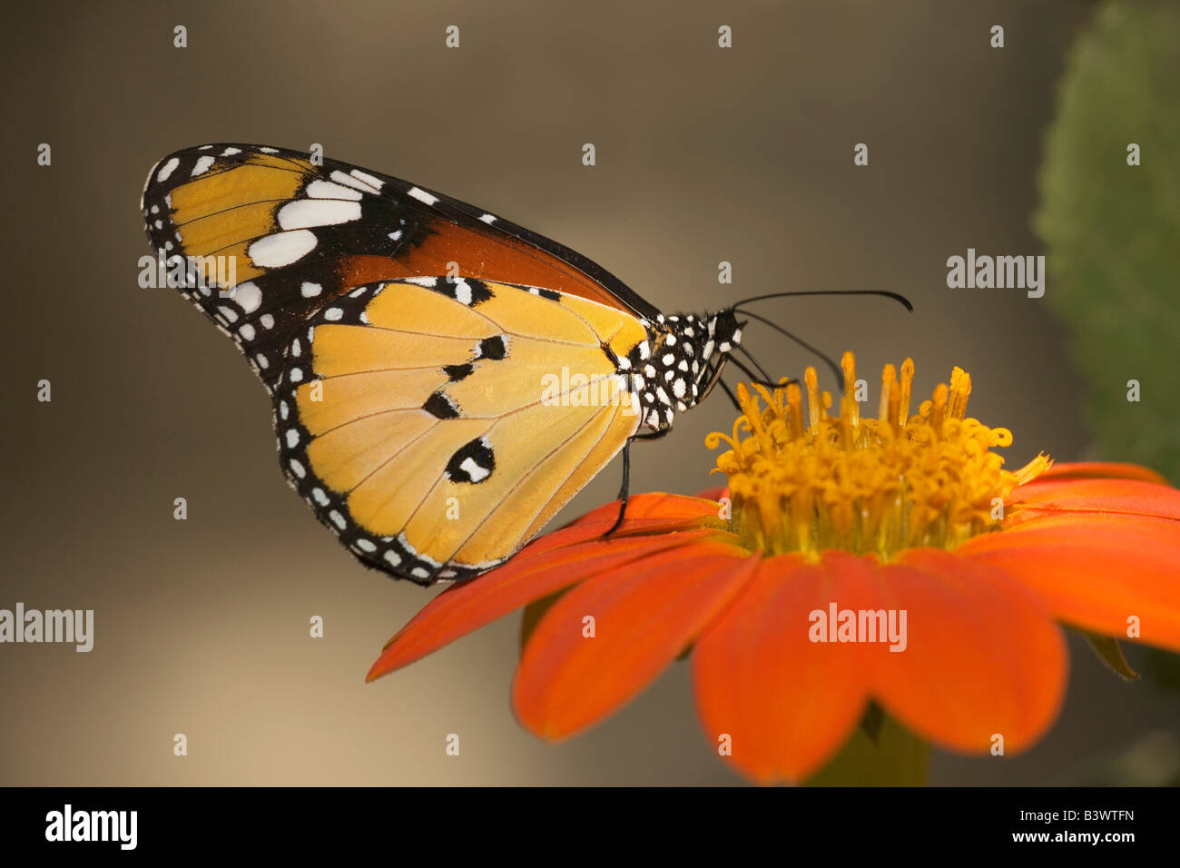 Llanura de mariposa tigre (Danaus chrysippus) polinizando una flor Foto de stock