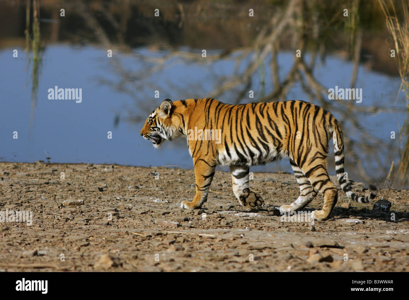 Jogo do tigre imagem de stock. Imagem de respingo, lago - 26669937