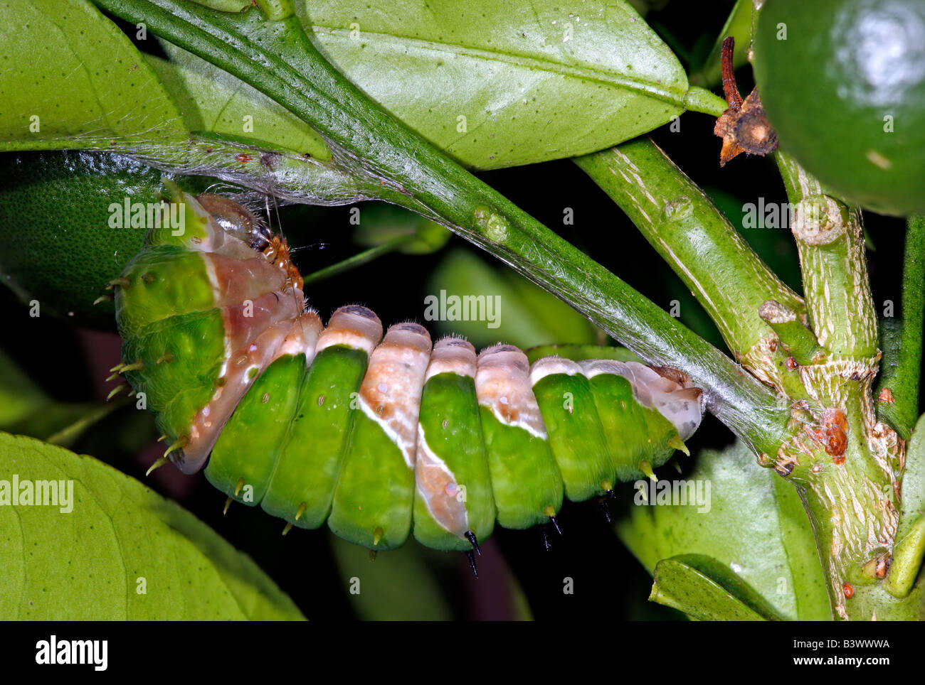 Caterpillar de Orchard especie butterfly (Papilio aegeus) preparando la pupa en un limonero, Australia Foto de stock