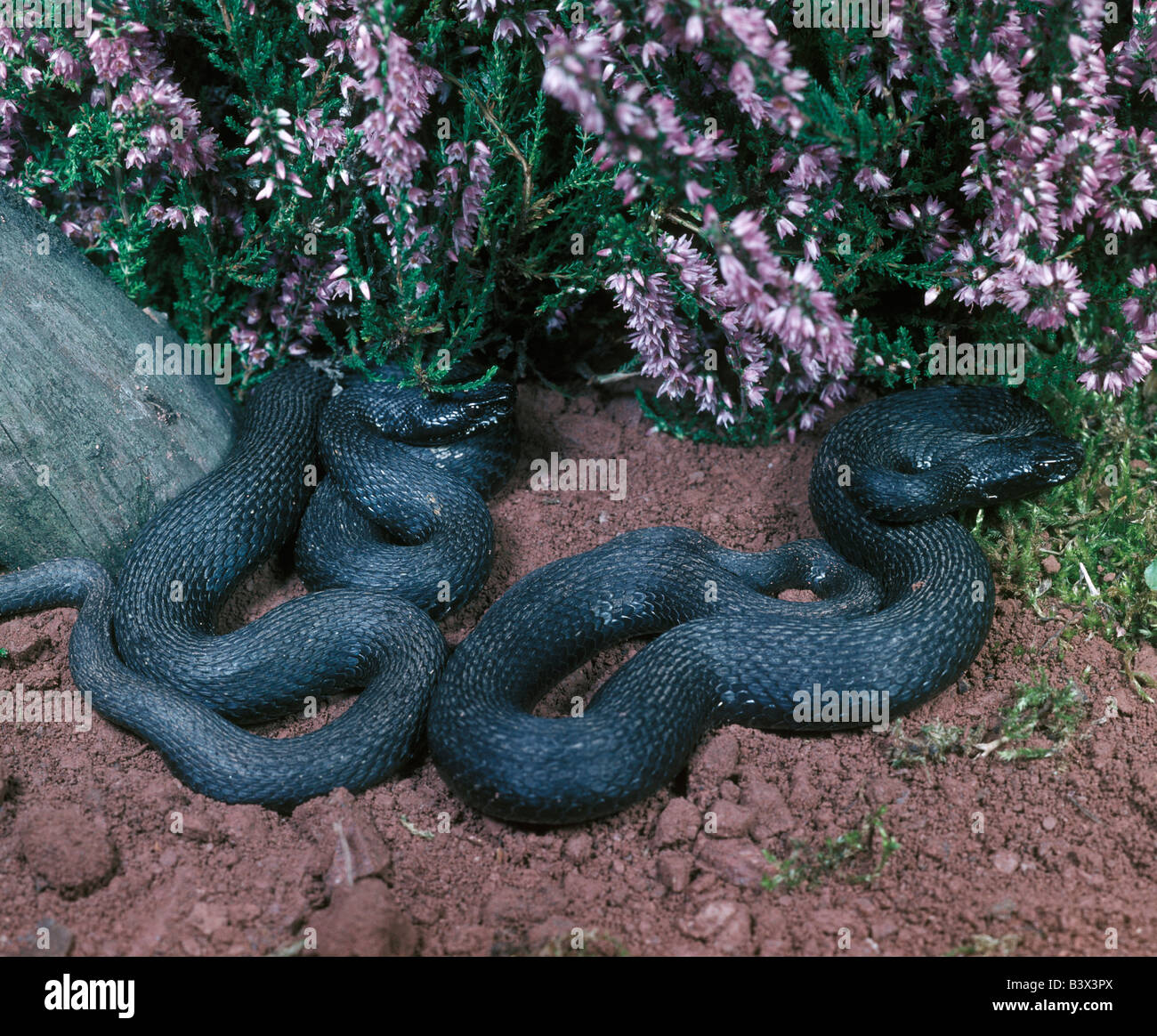 La serpiente, Vipera berus, serpiente, víbora europea Foto de stock
