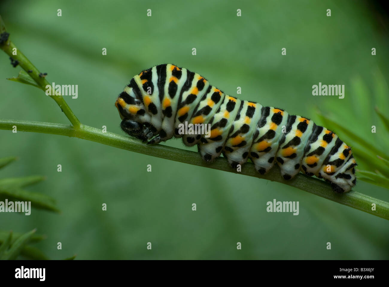 De Papilio machaon cterpillar Foto de stock