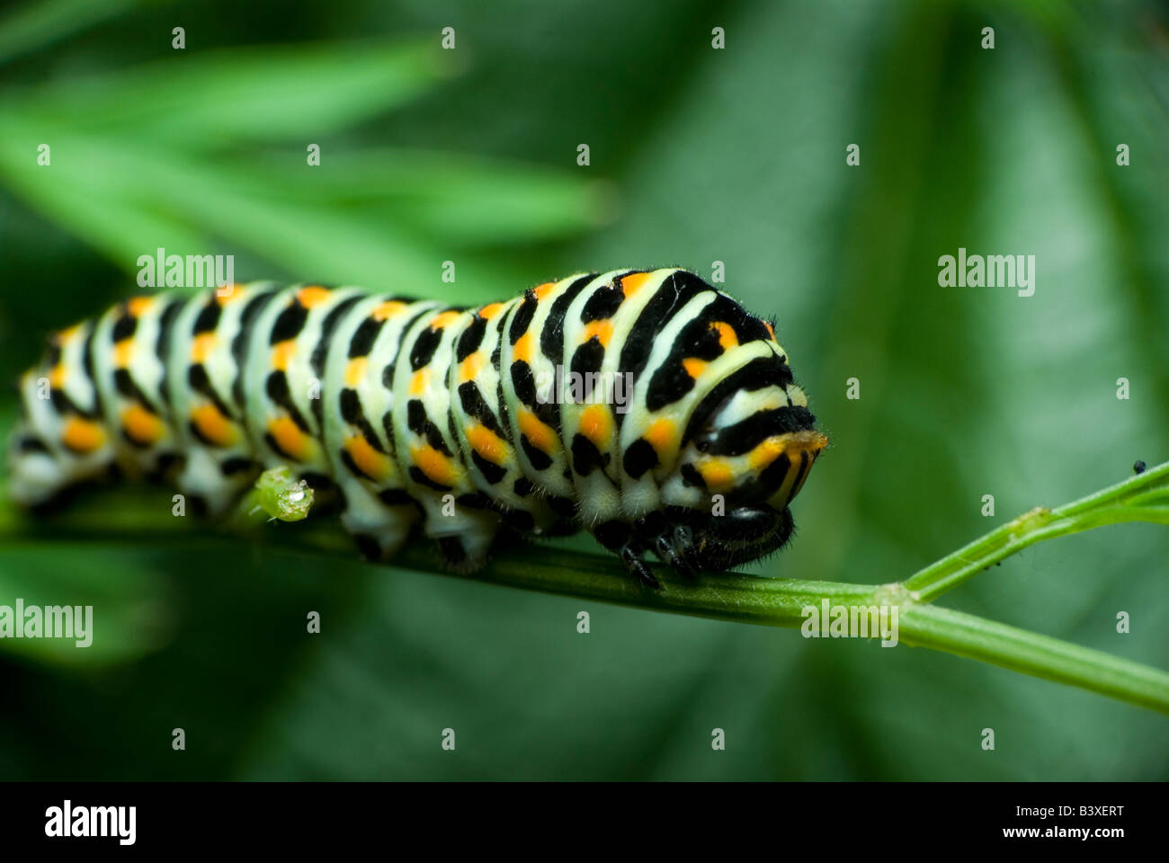 De Papilio machaon cterpillar Foto de stock