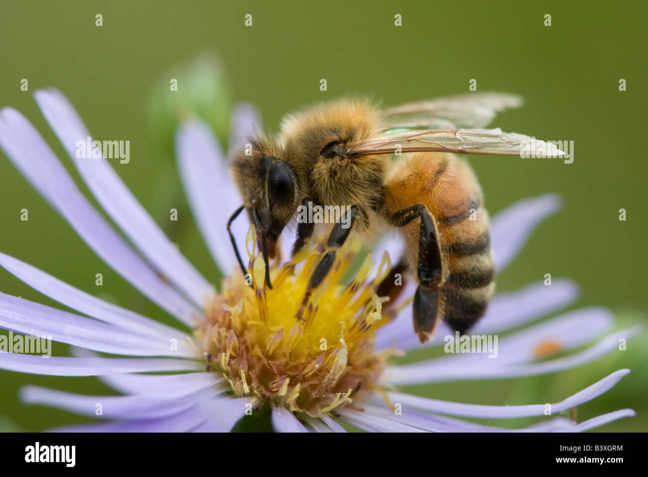 - Miel de abeja Apis mellifera Foto de stock