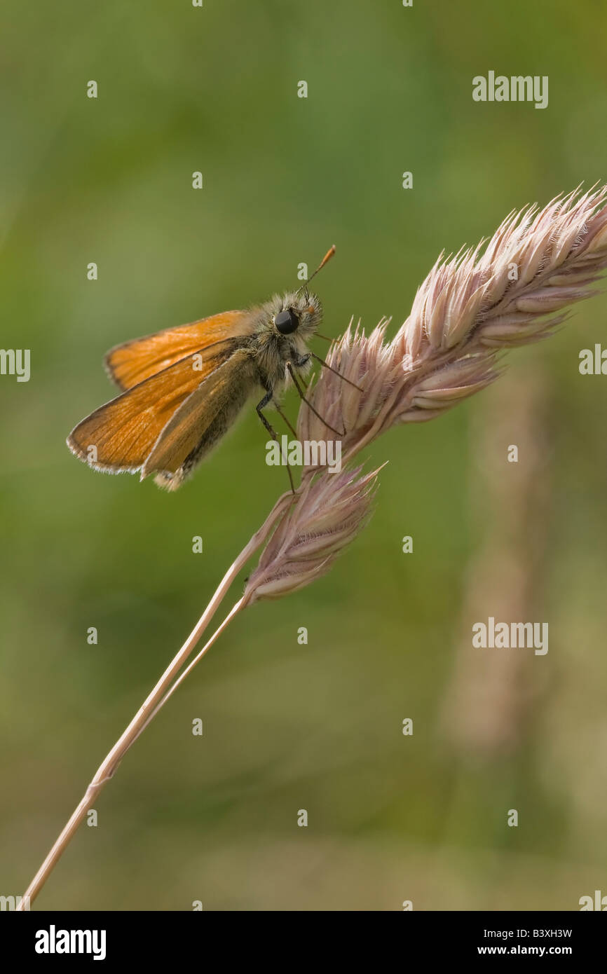 Skipper - Pequeño Thymelicus sylvestris Foto de stock