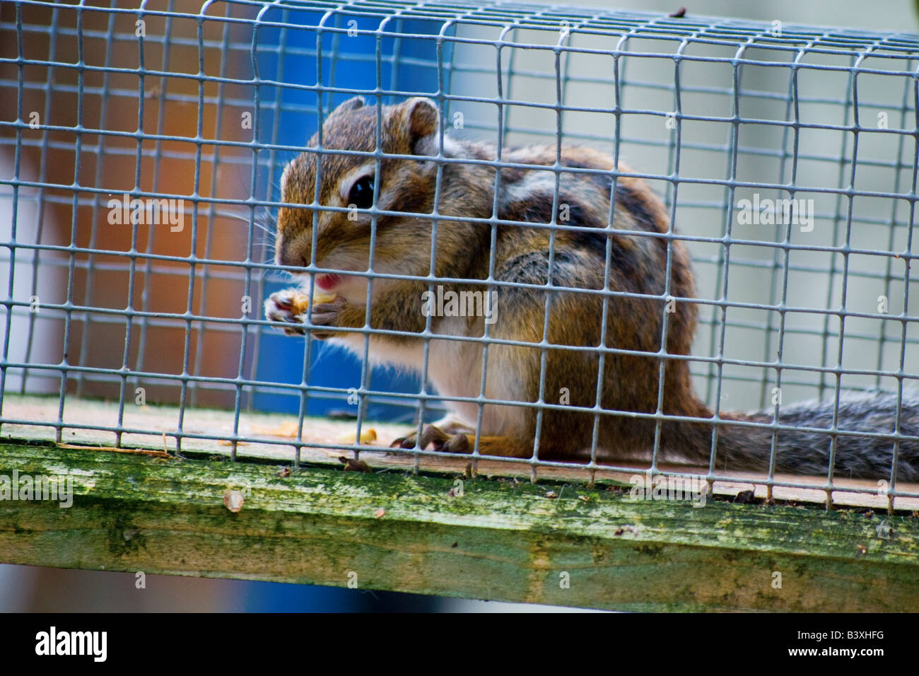 Una fotografía en color de una ardilla alimentando una jaula de ejecutar  Vista desde el lateral. Muy de cerca (macro Fotografía de stock - Alamy