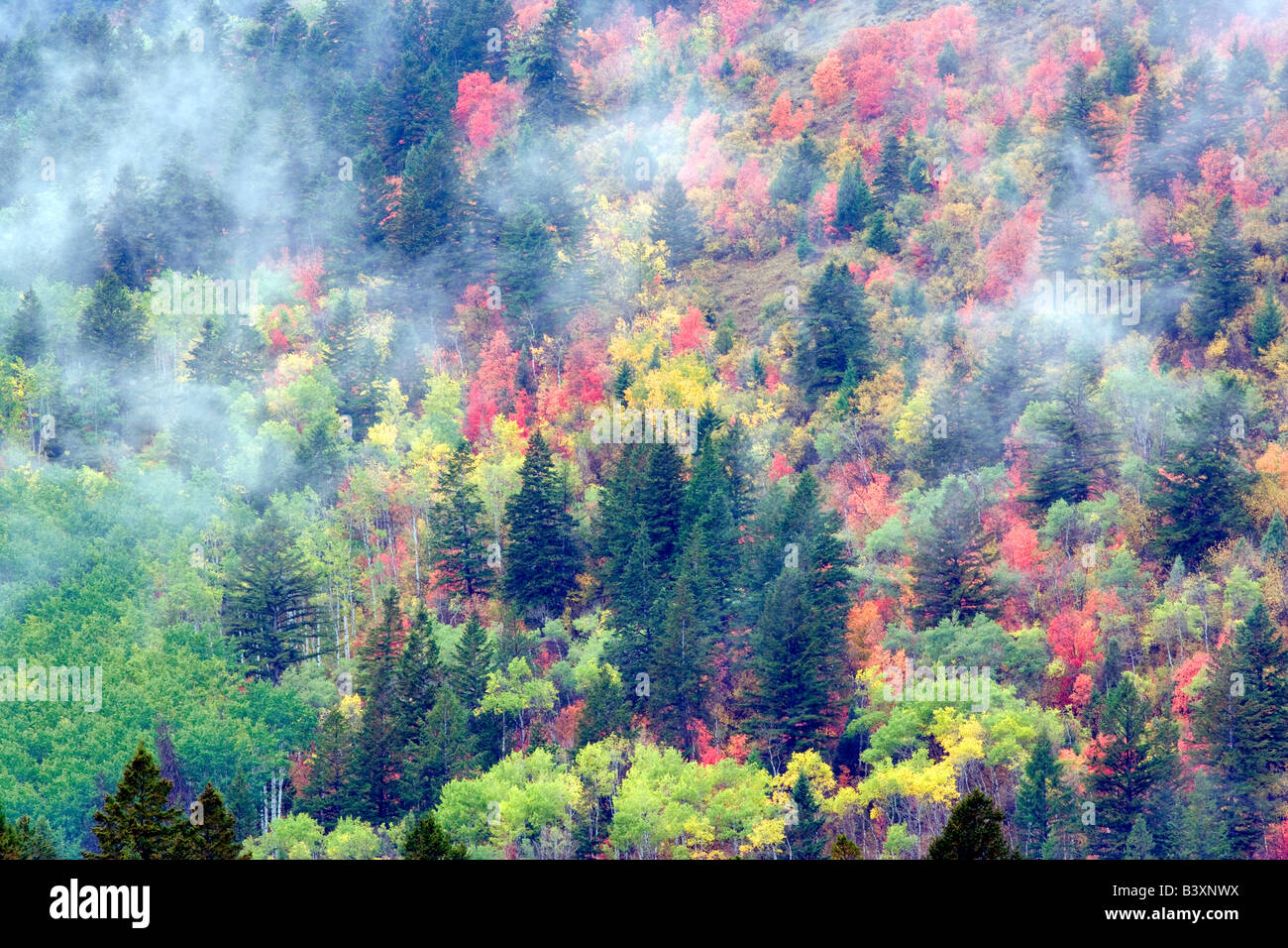 Mezcla de variedades de arces en otoño de color Bosque Nacional Targhee Idaho Foto de stock