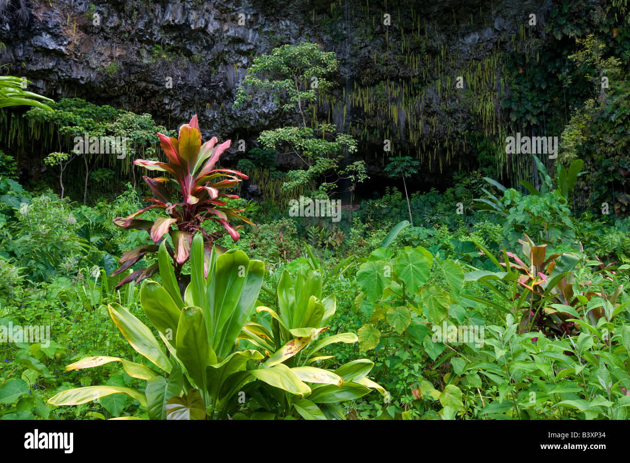 Helecho helechos en Cueva Kauai Hawaii Foto de stock