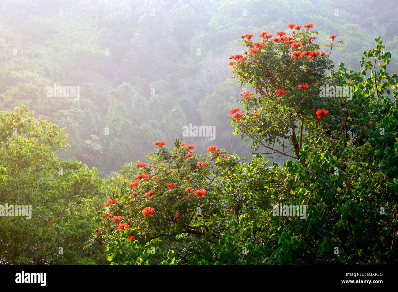 Tulipero africano en Kauai Hawaii Foto de stock