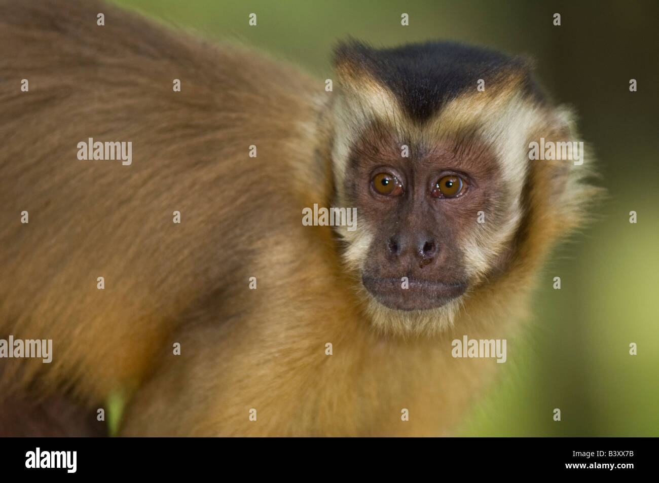 Mono Capuchino marrón Cebus apella en Mato Grosso do Sul, Brasil Foto de stock