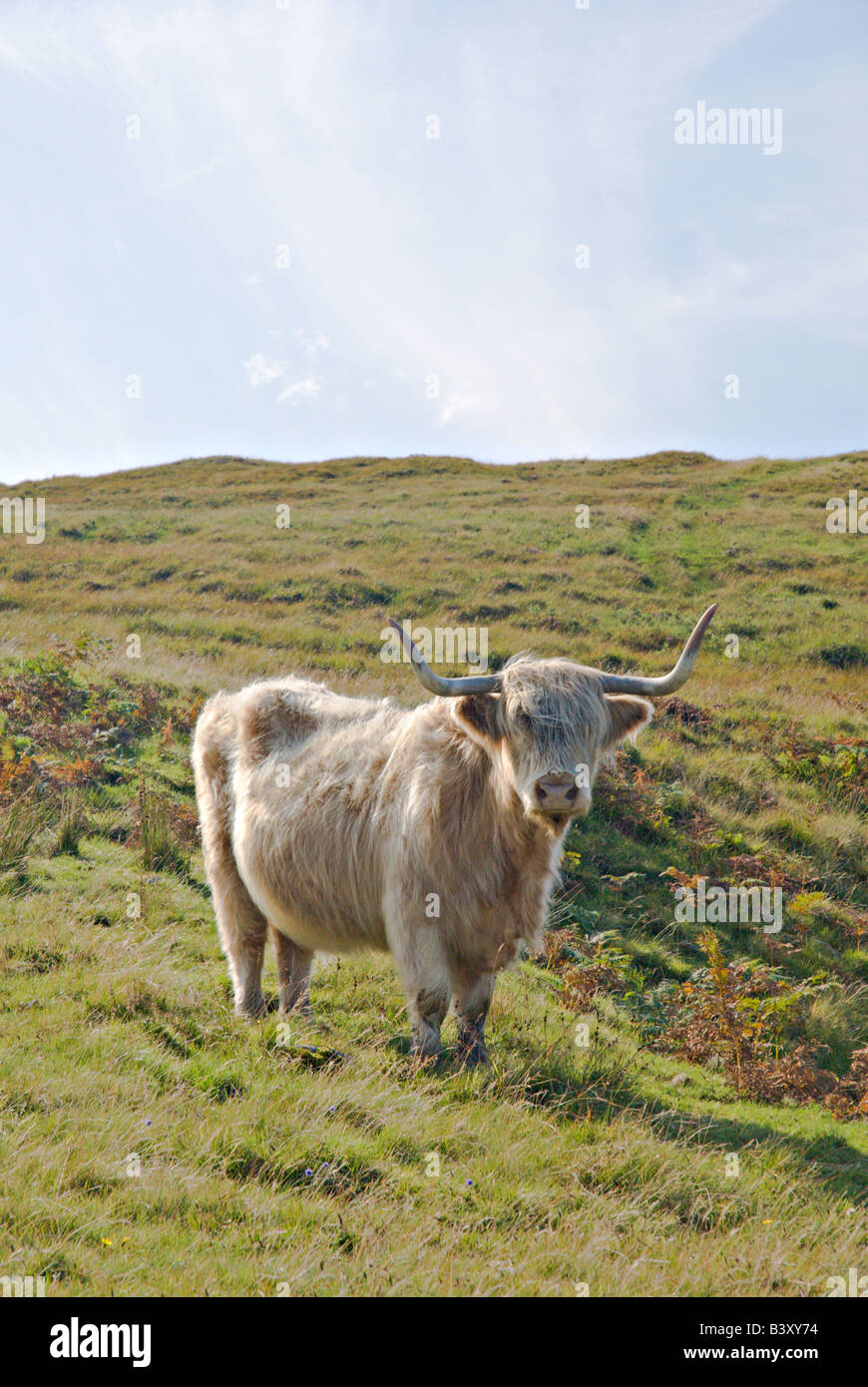 Higland vaca en la ladera de una colina en la Isla de Skye Escocia Foto de stock