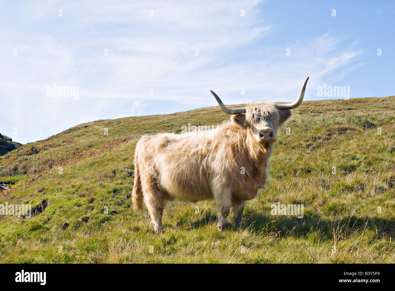 Higland vaca en la ladera de una colina en la Isla de Skye Escocia Foto de stock