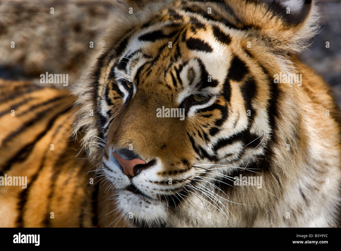 Tigre de Bengala en la costa oeste del parque de juego Oregon Foto de stock