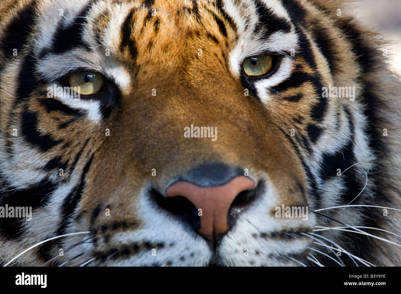 Tigre de Bengala en la costa oeste del parque de juego Oregon Foto de stock